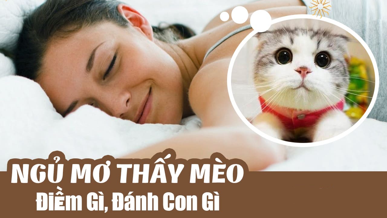 Mơ Thấy Mèo Đánh Số Mấy? Giải Mã Giấc Mơ Và Con Số May Mắn 2025 1