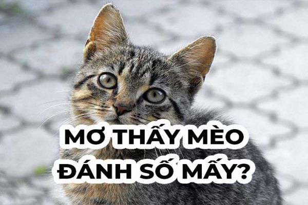 Mơ Thấy Mèo Đánh Số Mấy? Giải Mã Giấc Mơ Và Con Số May Mắn 2025 2