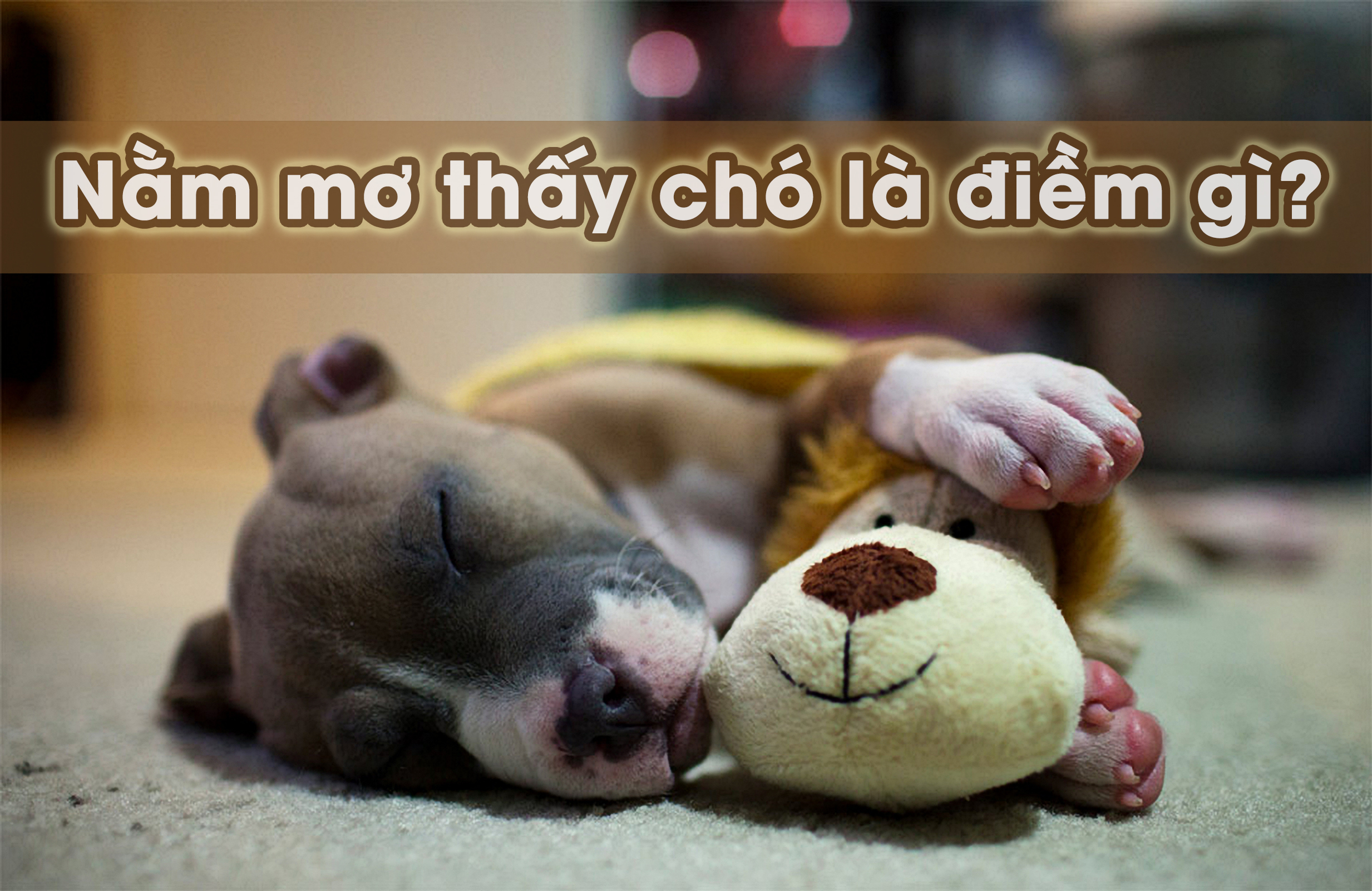 Mơ Thấy Chó Đánh Số Mấy? Giải Mã Giấc Mơ Và Con Số May Mắn 2025 1